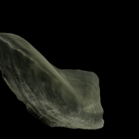 photo of Burbot subopercular medial view