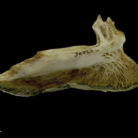 photo of European conger for assessment lateral view