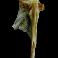 photo of Couch's seabream hyomandibular lateral view