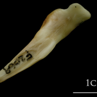 photo of Haddock supracleithrum medial view