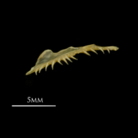 photo of European smelt premaxilla lateral view