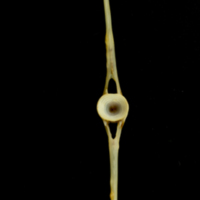 photo of Ballan wrasse caudal vertebra anterior view