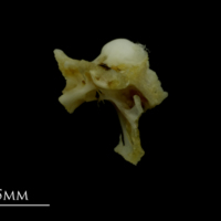 photo of Mediterranean moray for assessment lateral view