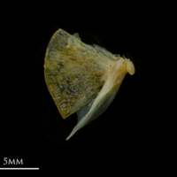 photo of Black seabream quadrate medial view