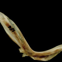 photo of Turbot cleithrum medial view