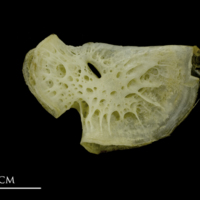 photo of European conger for assessment lateral view