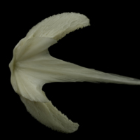 photo of Burbot vomer dorsal view