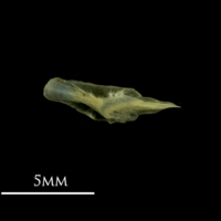 photo of Bullhead preopercular medial view