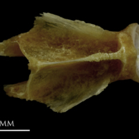 photo of Couch's seabream basioccipital dorsal view