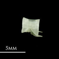 photo of European pilchard precaudal vertebra lateral view