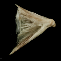 photo of Atlantic halibut quadrate lateral view