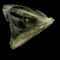 photo of Atlantic halibut opercular medial view