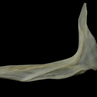 photo of Zander cleithrum lateral view