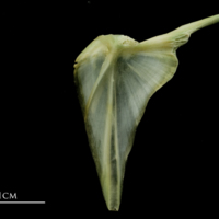 photo of John dory posttemporal lateral view