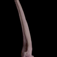 photo of Wels catfish serrated spine lateral view