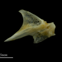 photo of Black seabream articular lateral view