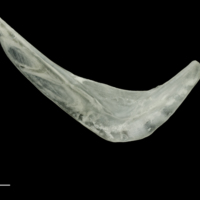 photo of Roach preopercular medial view