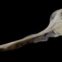 photo of Red seabream cleithrum lateral view