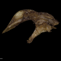 photo of Greater amberjack urohyal medial view