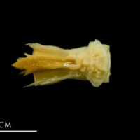 photo of Atlantic mackerel basioccipital dorsal view