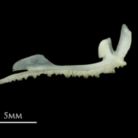 photo of Poor cod premaxilla medial view