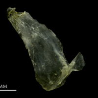 photo of Ruffe subopercular medial view