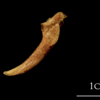 photo of Catfish for assessment lateral view