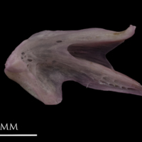 photo of Common sole dentary medial view