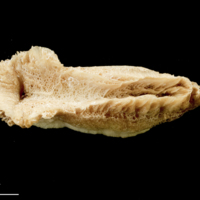 photo of Catfish vomer ventral view