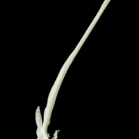 photo of Freshwater bream precaudal vertebra lateral view