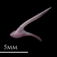 photo of Dragonet premaxilla lateral view