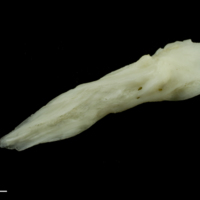 photo of Common carp posttemporal medial view