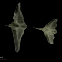 photo of Scad scute lateral view