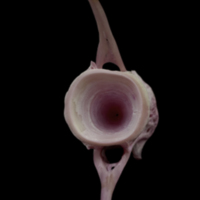 photo of Meagre caudal vertebra posterior view