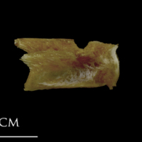 photo of Spanish mackerel basioccipital lateral view