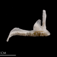 photo of European flounder premaxilla medial view