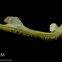 photo of Saithe premaxilla medial view