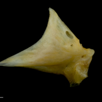 photo of Gilthead seabream articular lateral view