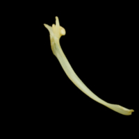 photo of Five-Bearded Rockling maxilla medial view