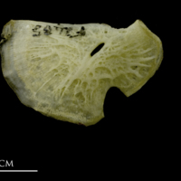 photo of European conger for assessment medial view