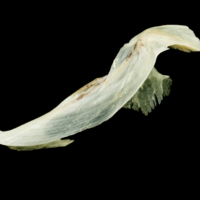 photo of Garfish cleithrum lateral view