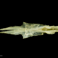 photo of Five-Bearded Rockling parasphenoid dorsal view