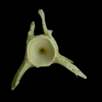 photo of Saithe precaudal vertebra anterior view