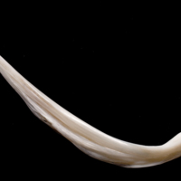 photo of European flounder anal pterygiophore lateral view