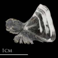 photo of Sea scorpion scute medial view