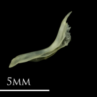 photo of Butterfish cleithrum lateral view