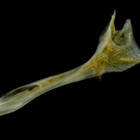 photo of Grey gurnard cleithrum lateral view