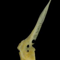 photo of Gilthead seabream precaudal vertebra lateral view