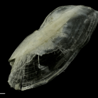photo of Common pandora interopercular lateral view