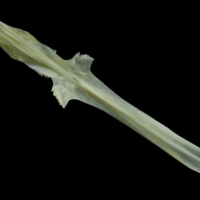 photo of European seabass parasphenoid dorsal view